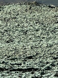 Semper-Fi-Hydroseed-2023-Upload-IMG-2914